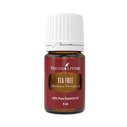 Young Living  Tea Tree olejek eteryczny 5 ml drzewo herbaciane